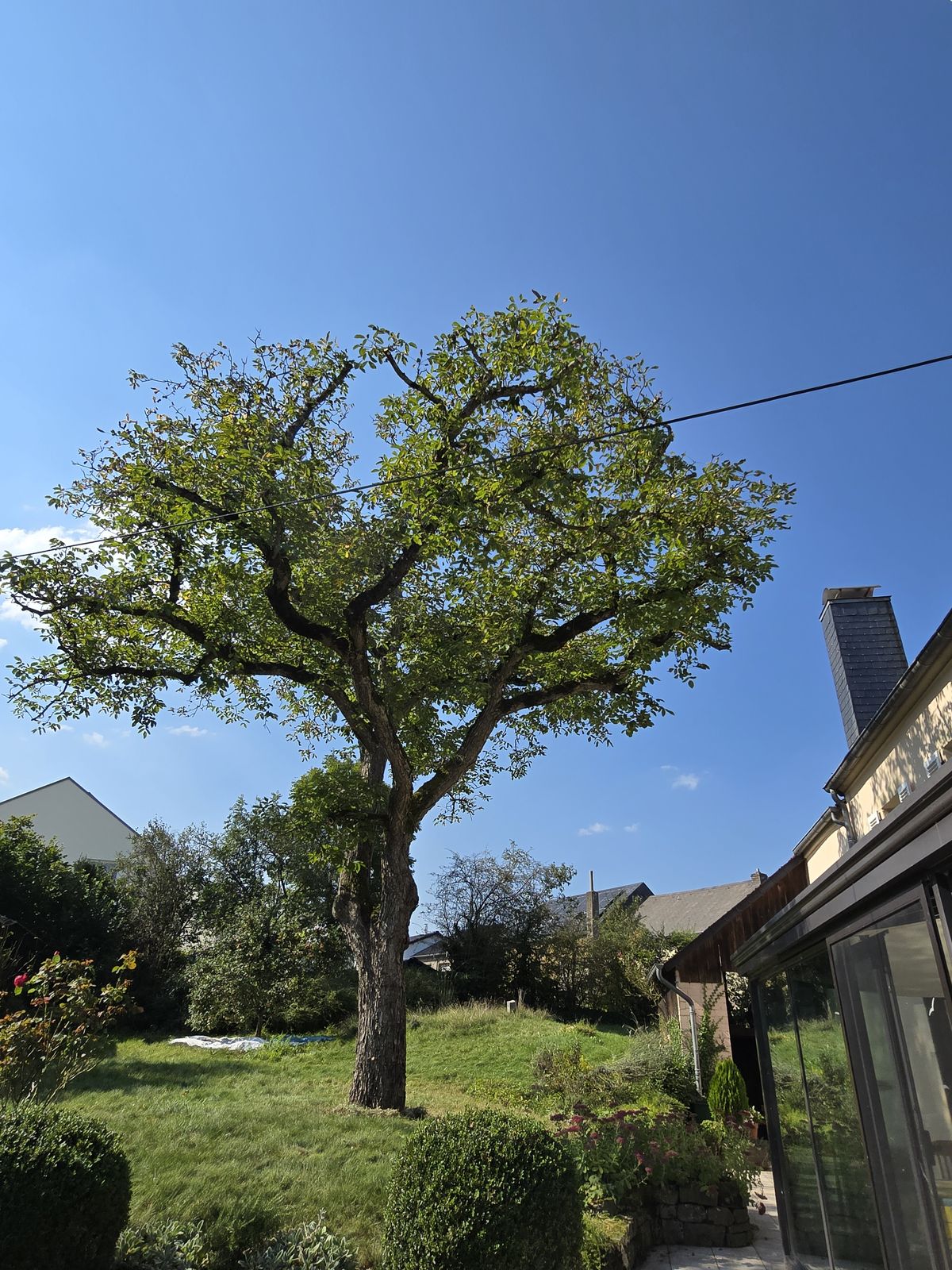Après élagage — côté terrasse