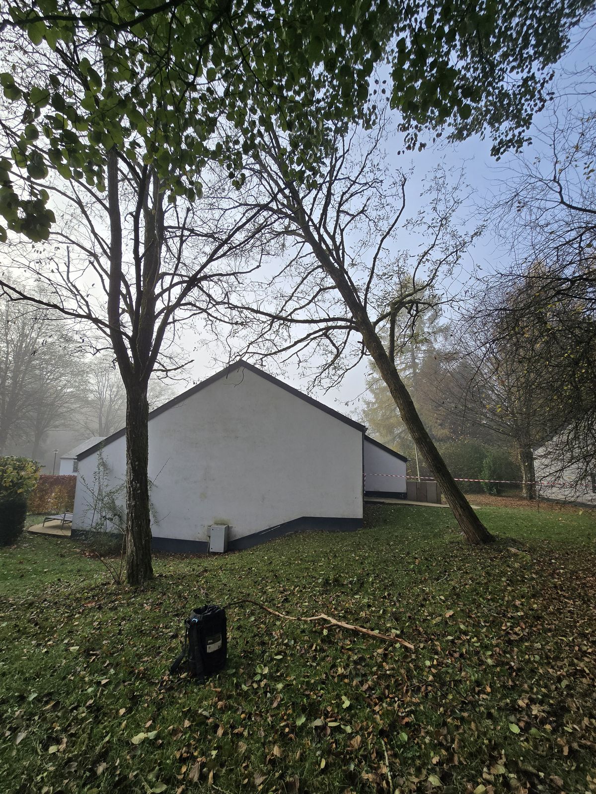 Avant abattage — deux arbres à abattre